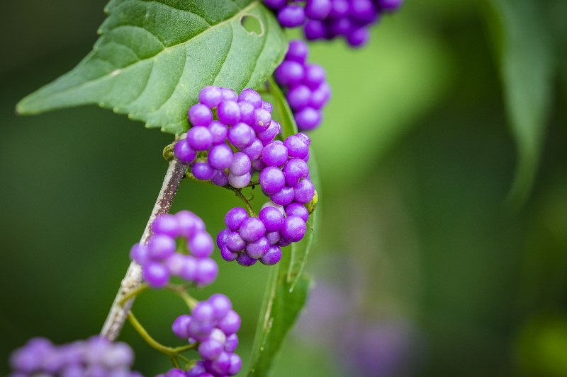 ムラサキシキブ