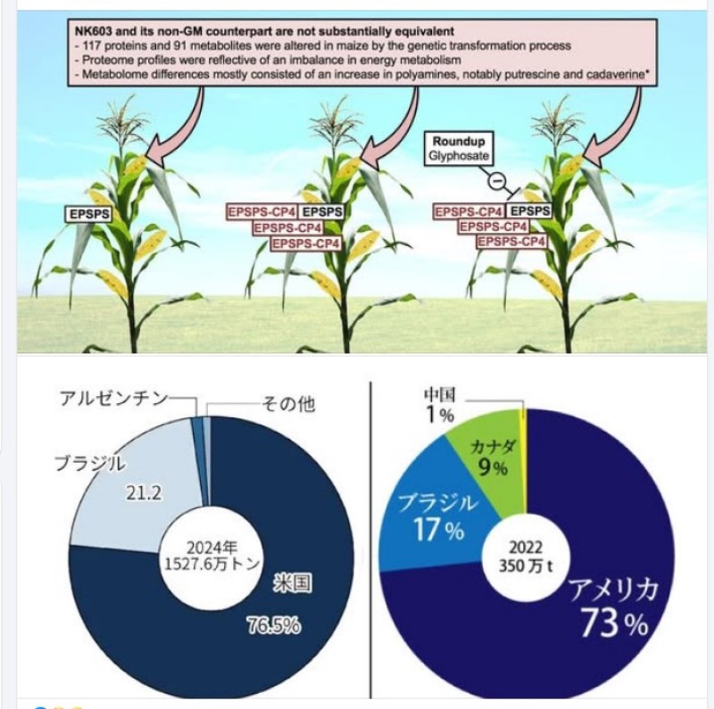 遺伝子組み換え食品」