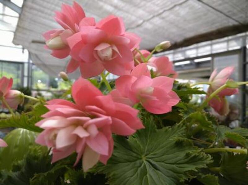 エラチオールベゴニア