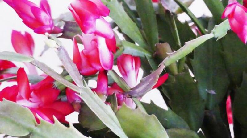 シャコサボテン