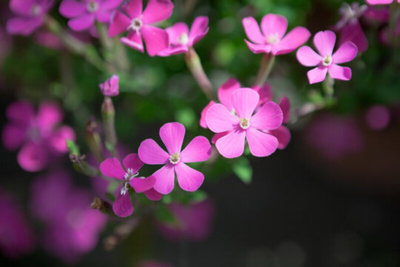 トキワコザクラ