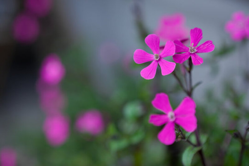 クリンコザクラ