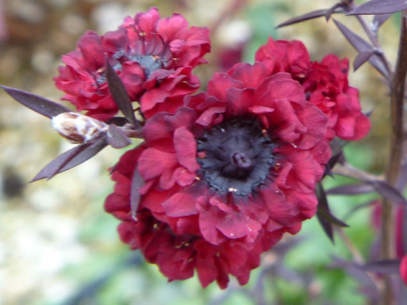 ギョリュウバイ