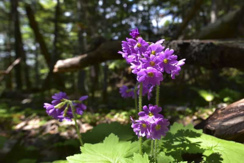 オトメコザクラ