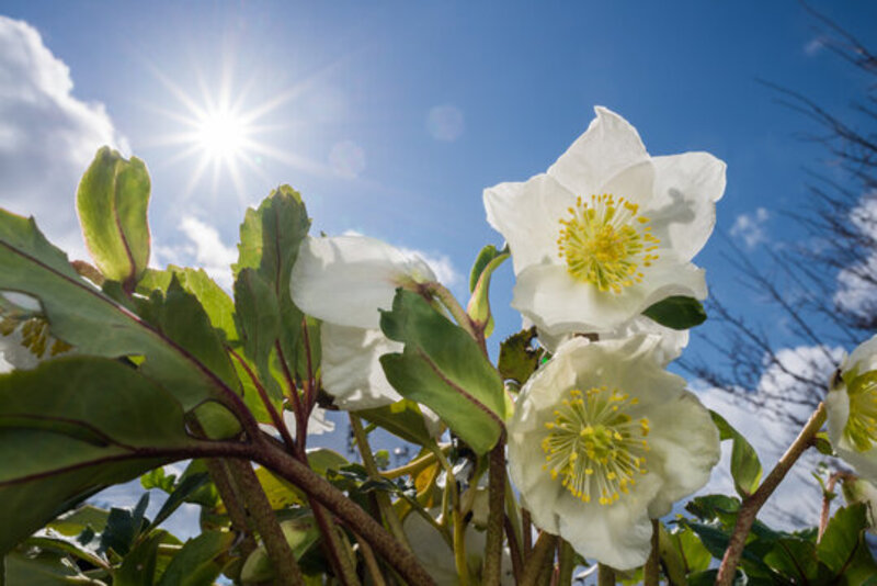 レンテンローズ