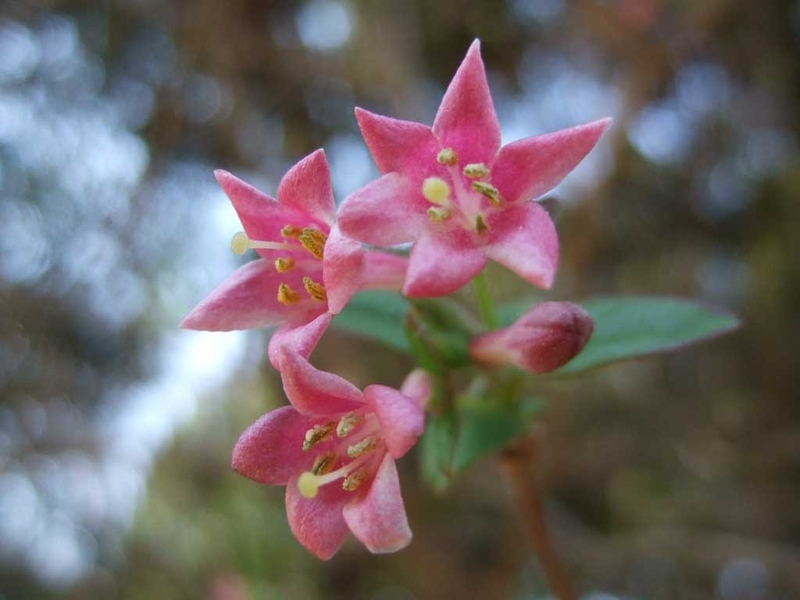 ウグイスカグラ