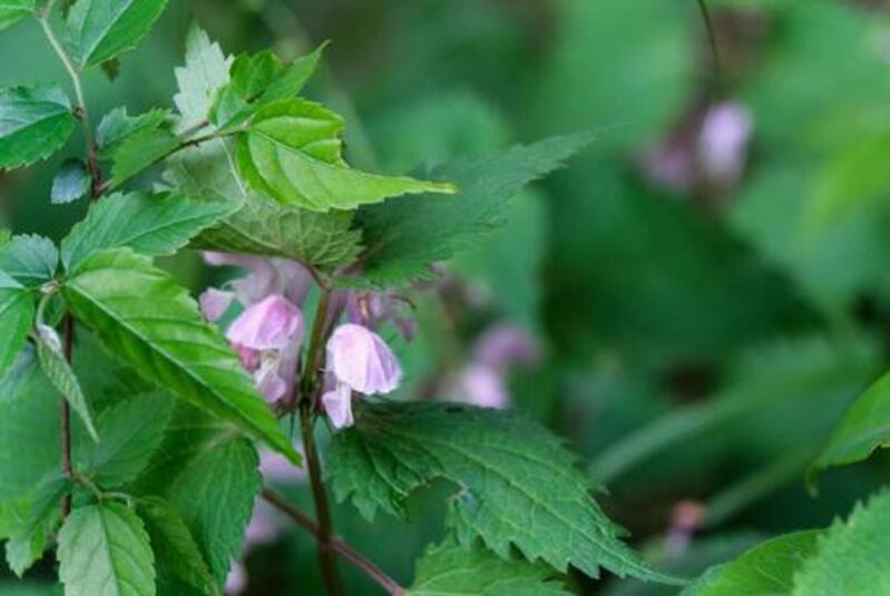 ヒメオドリコソウ