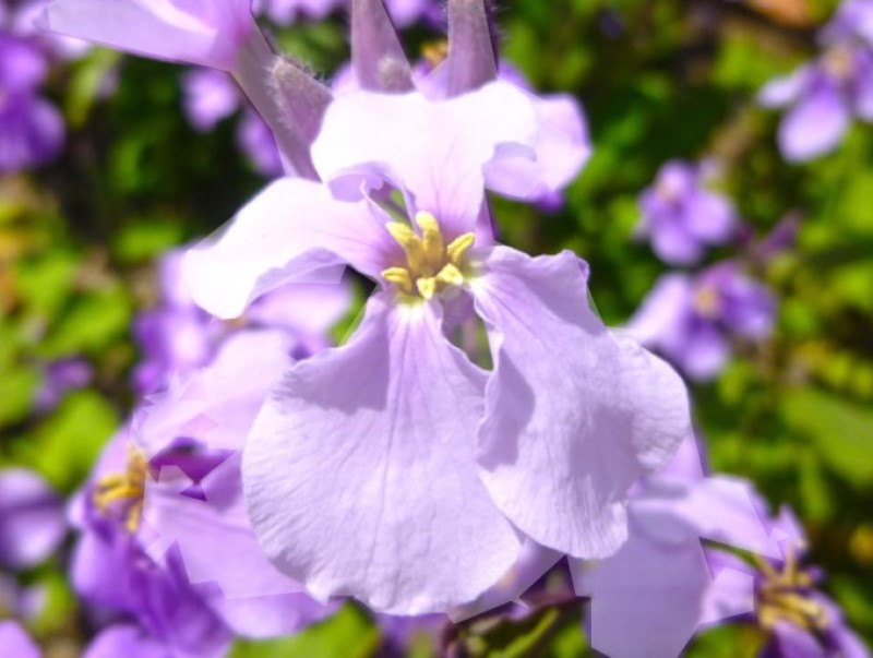 ムラサキハナナ