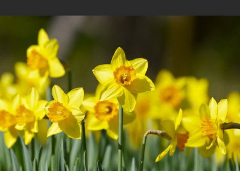 ラッパズイセン