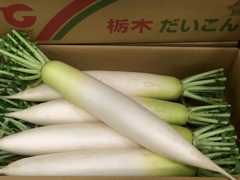 栃木県JAおやまの春だいこん