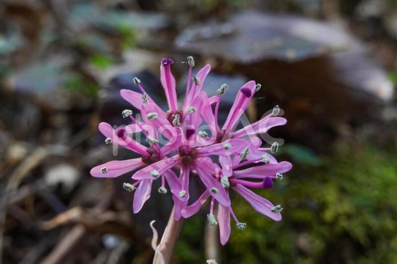 ショウジョウバカマ