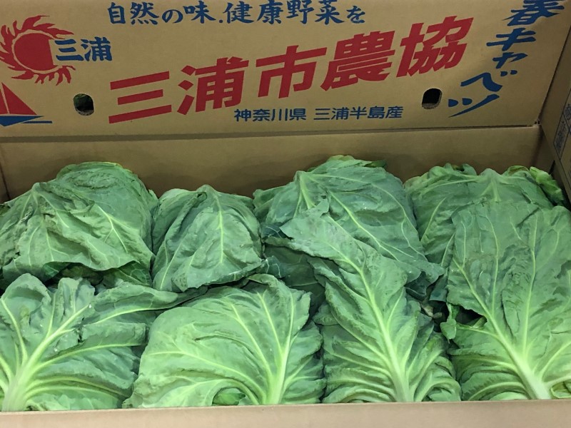 春キャベツ