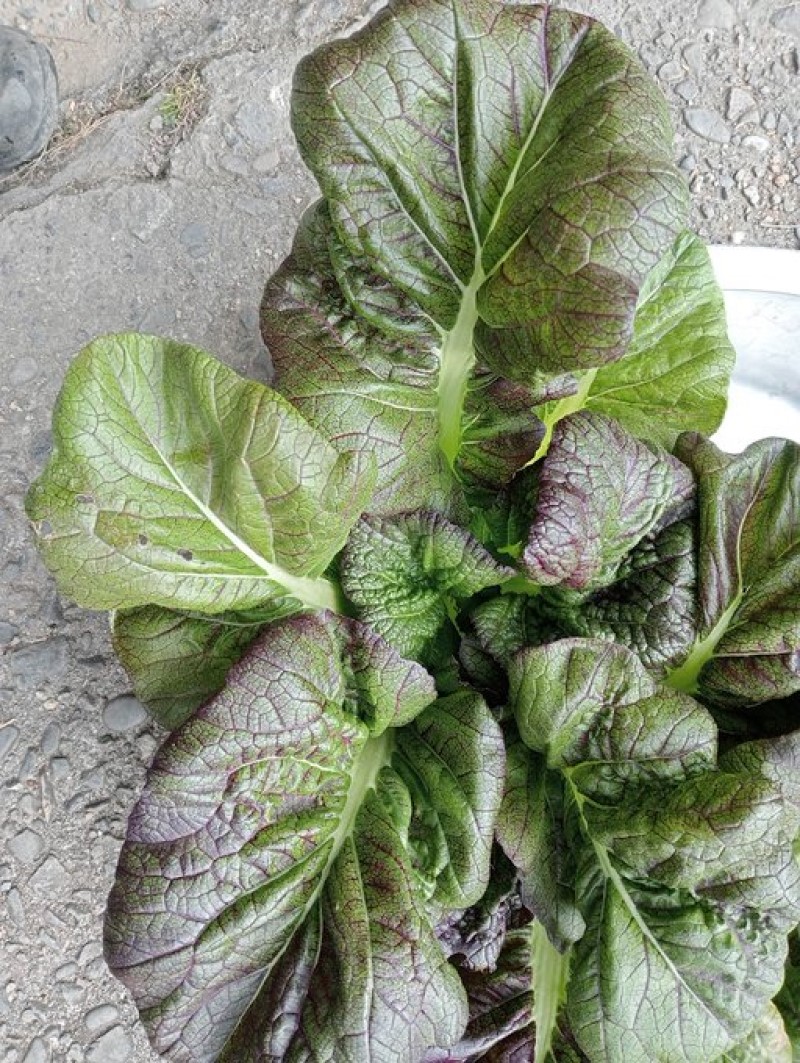 農業は国防そのもの