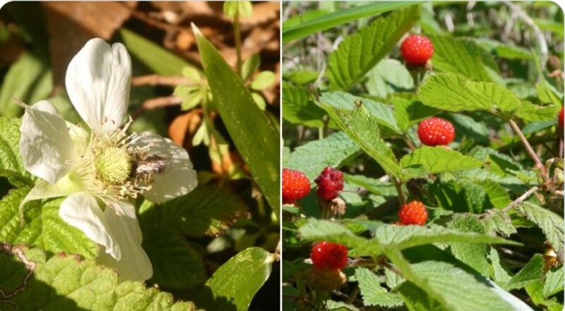 イチゴの受粉
