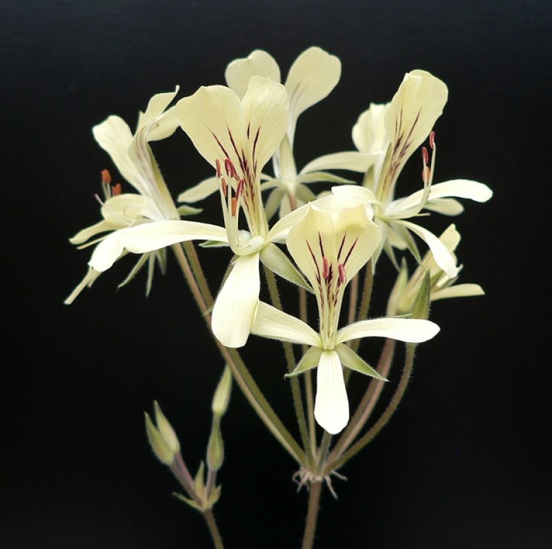 ペラルゴニウム