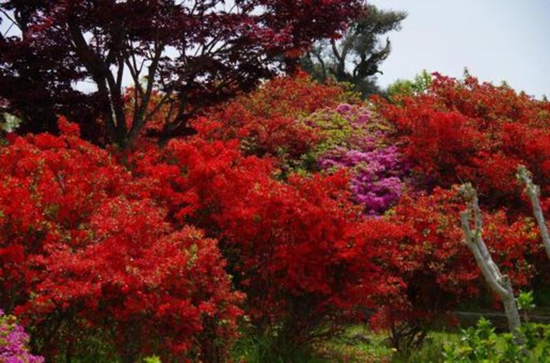 キリシマツツジ