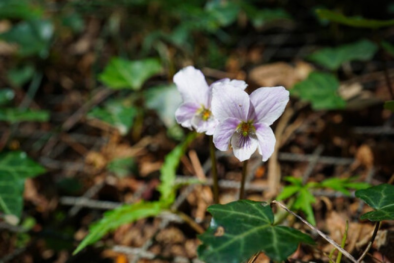 エイザンスミレ