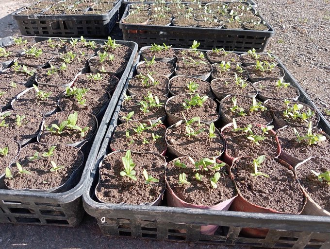 沢山の種を播いた