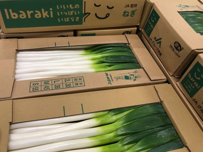 夏ねぎ