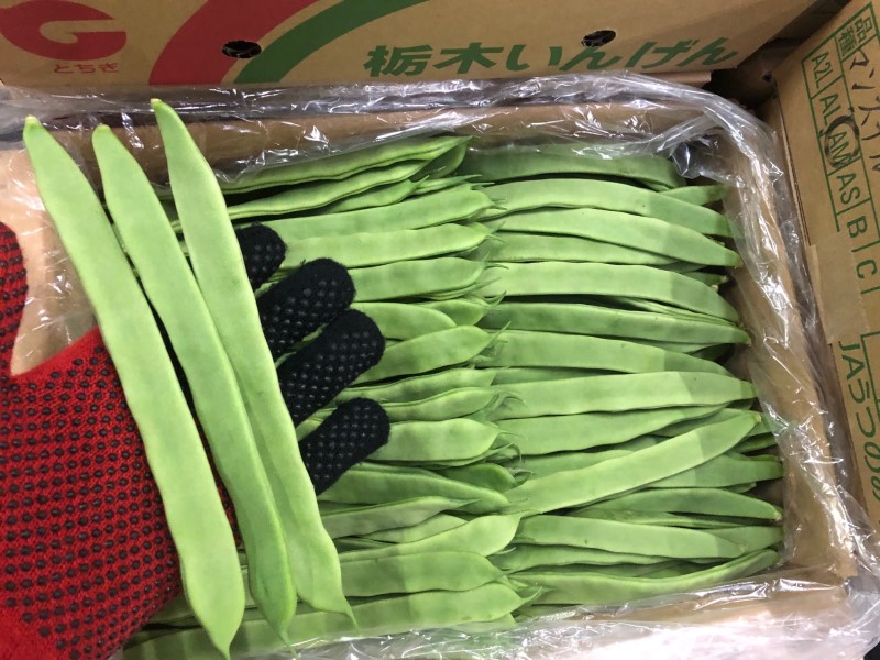 平鞘いんげん