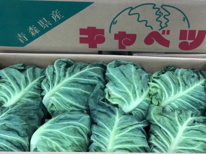 冬越しキャベツ