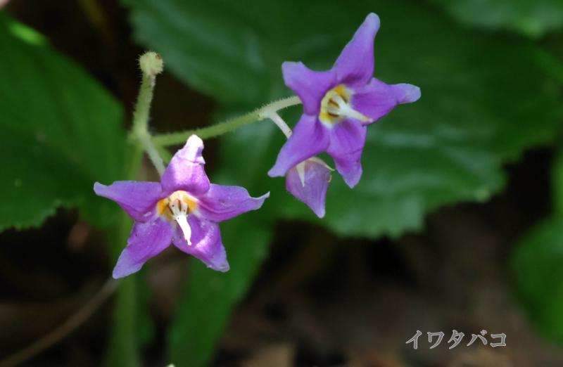 イワタバコ