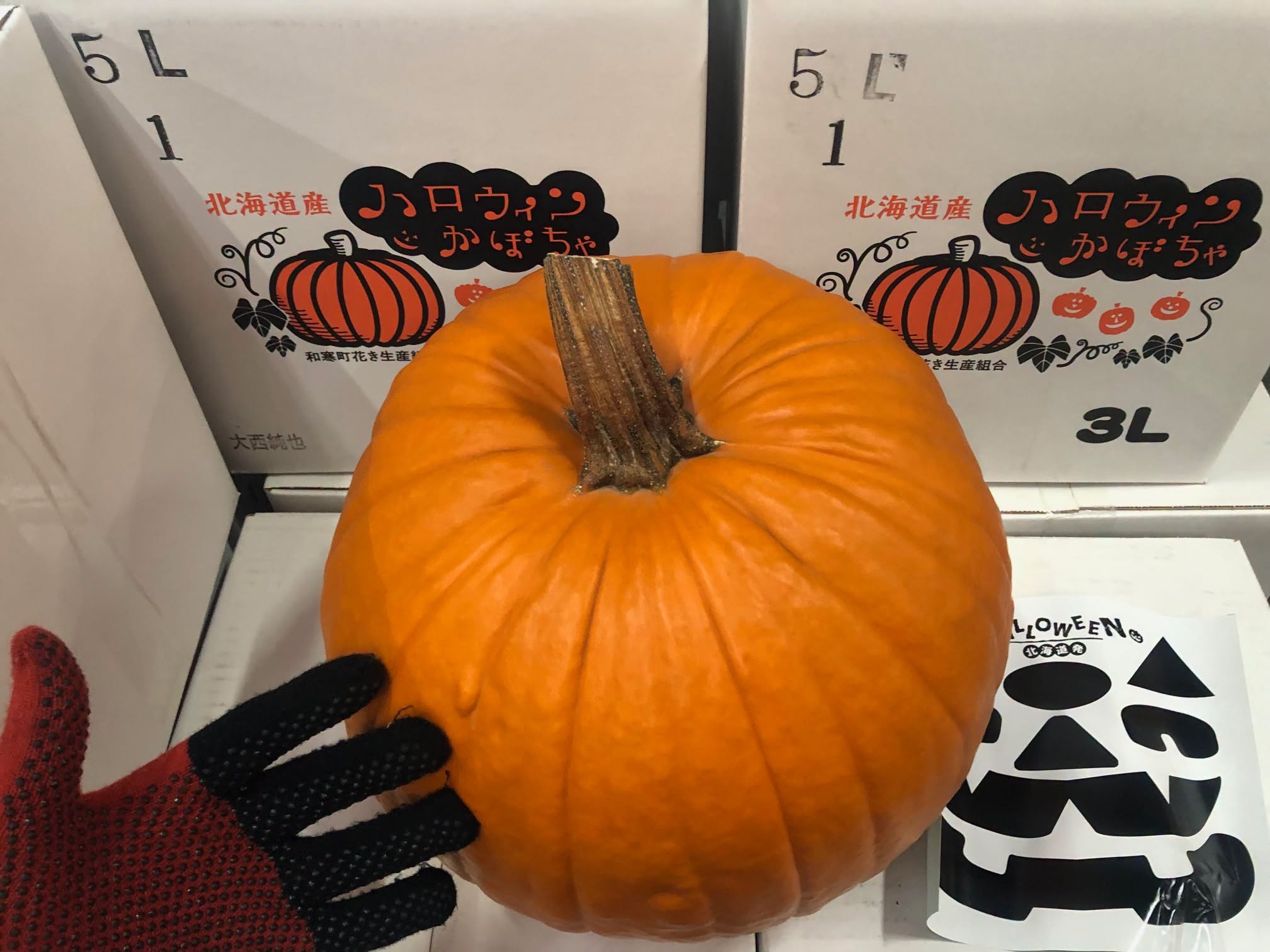 ペポカボチャ