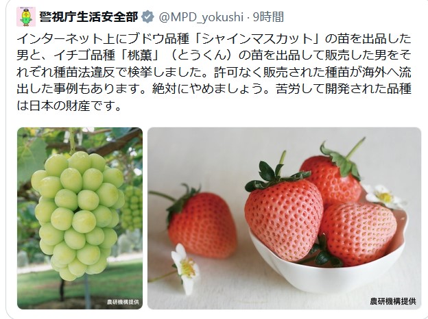 登録品種の種苗
